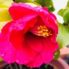 Camellia japonica